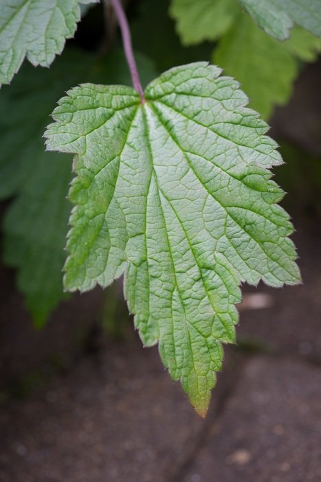 green leaf of a garden plant close-up