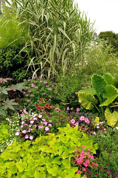 green plants in the flowerbed in the garden