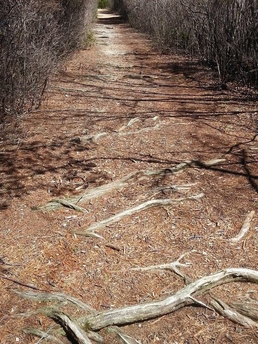 Branches on the path in summer