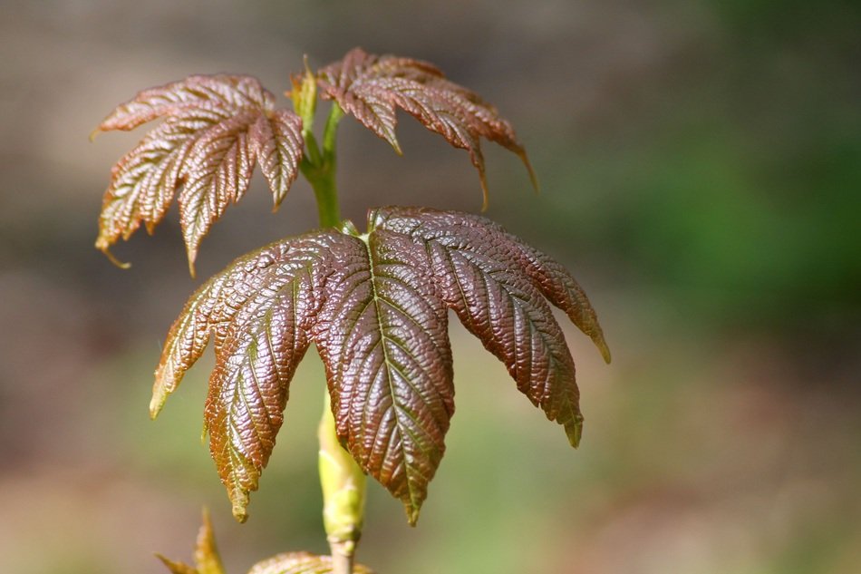 tree leaf in spring