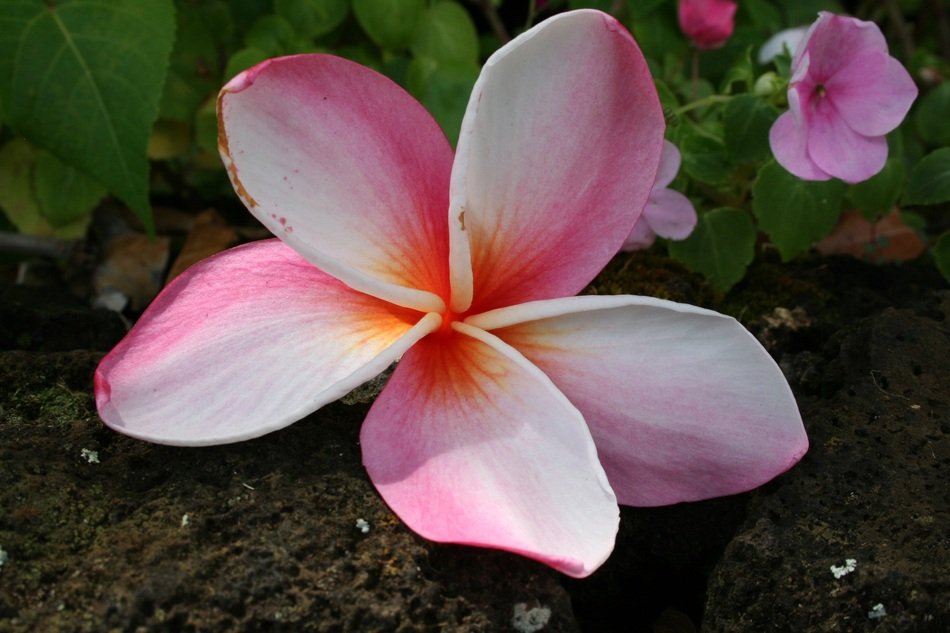 pink flower on Kauai