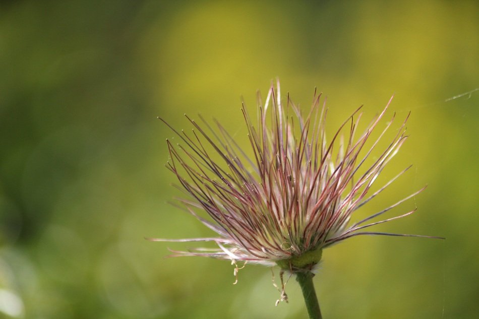 close-up view of plant with long hairs