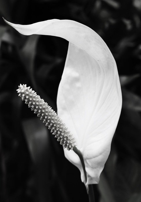 filigree white flower in black and white