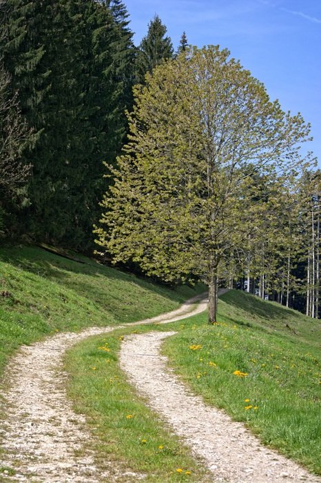 dirt road through a meadow near the forest