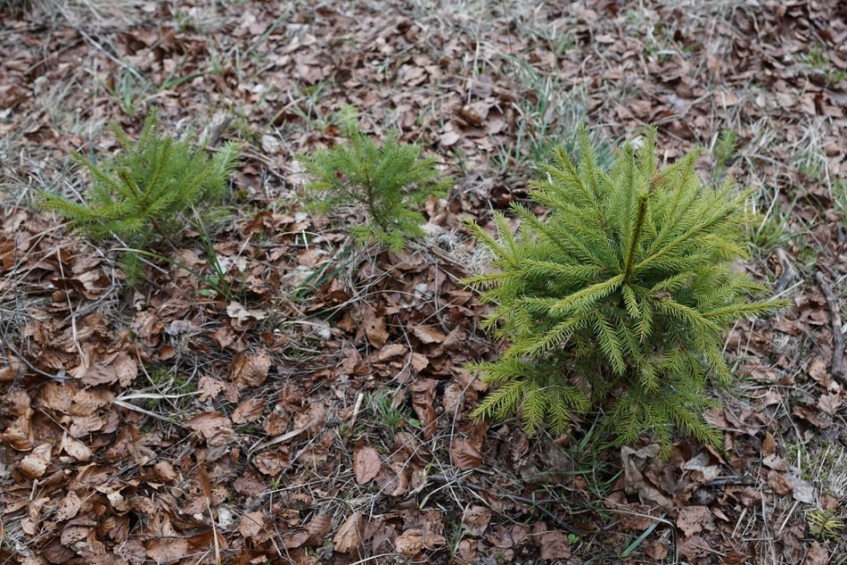Fir Tree Small among autumn leaves