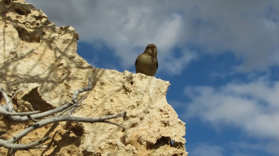 Sparrow on the rock