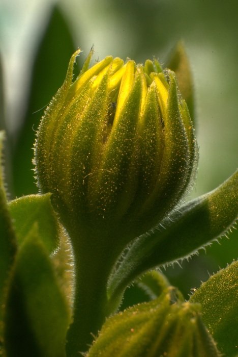 most beautiful yellow bud
