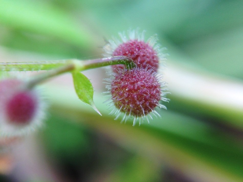 plant with round pink buds in the shape of balls