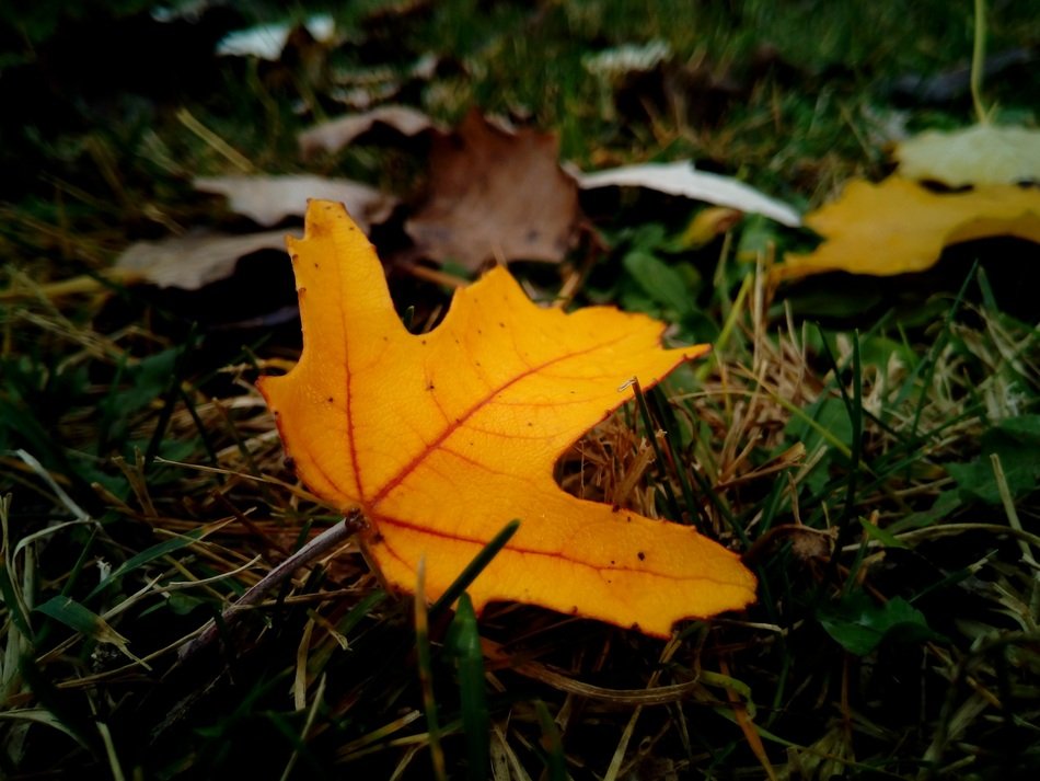 yellow leaf on the ground with green grass