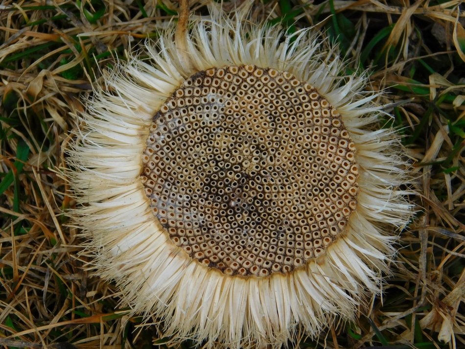 Close-up of the round dry head of the wildflower