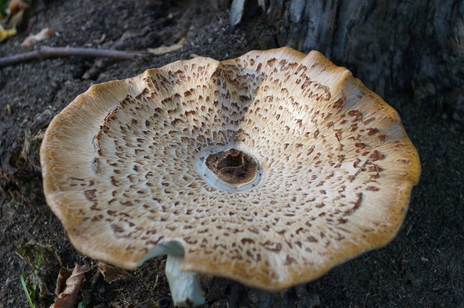 forest disk mushroom