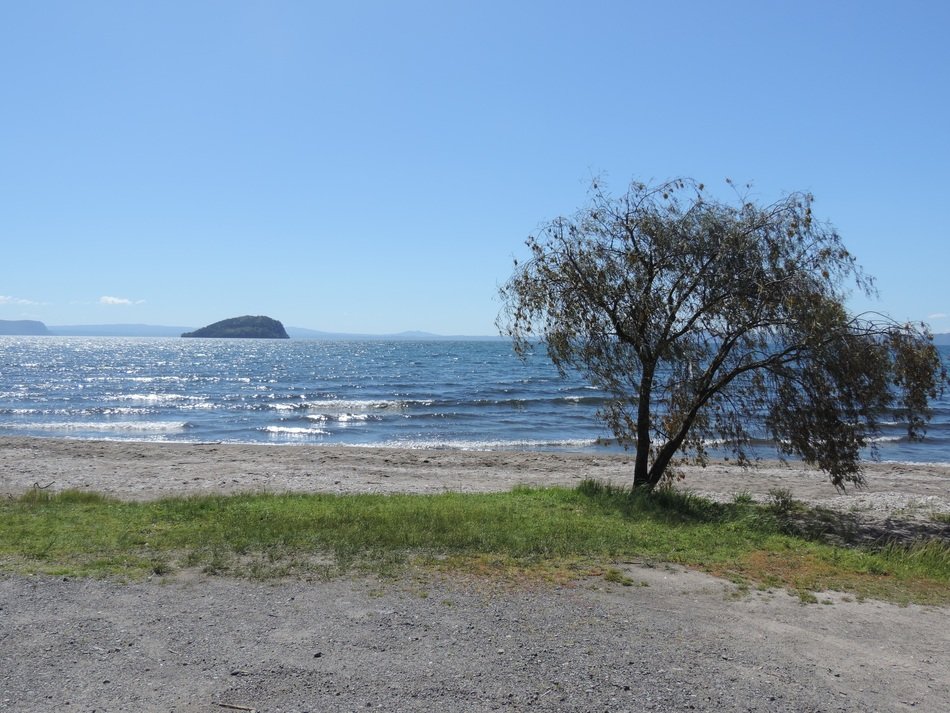 tree on the sunny coast of new zealand