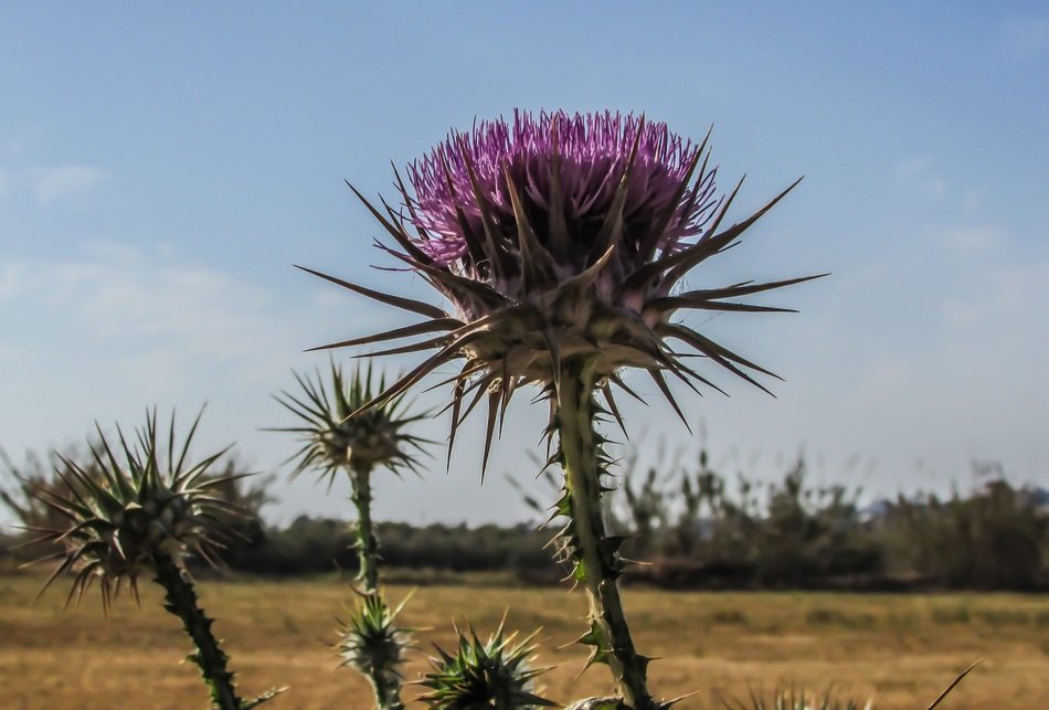landscape of purple plants on Cyprus Cavo Greko