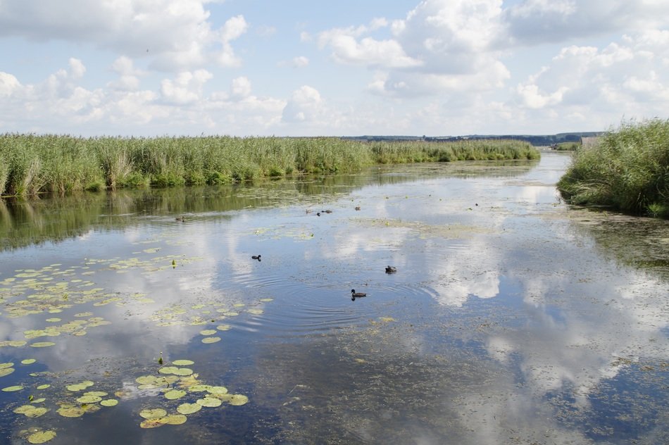 lake among wetlands in spring