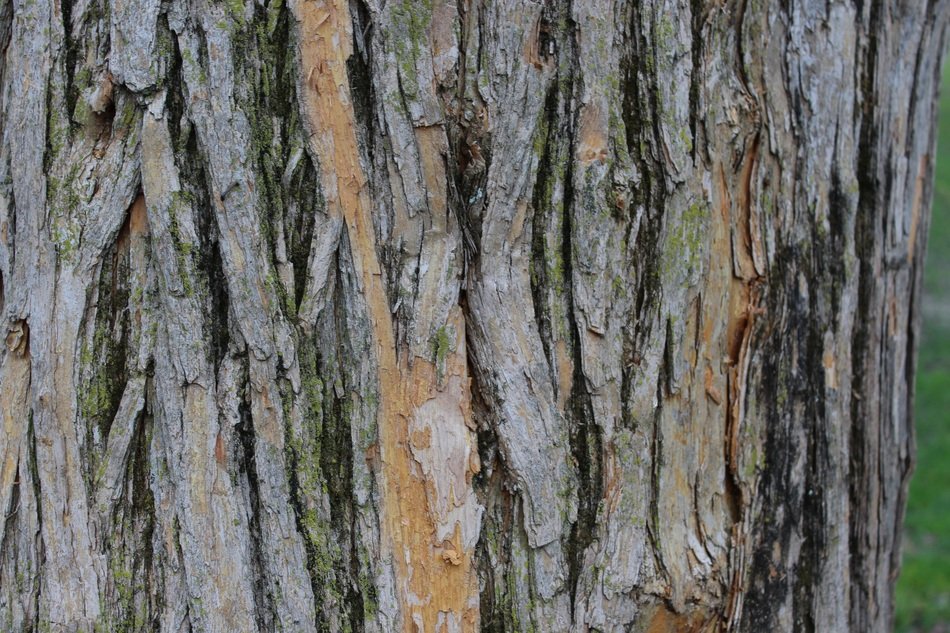 south side of a tree trunk