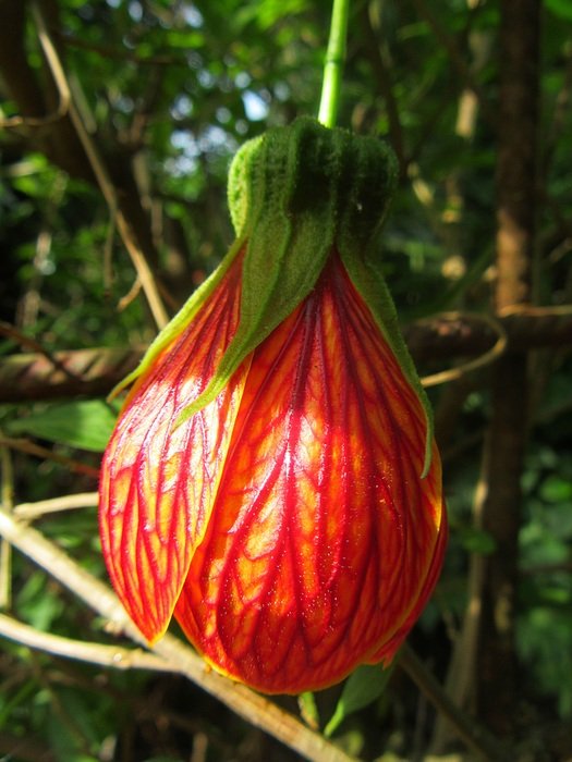 Pictum Flower