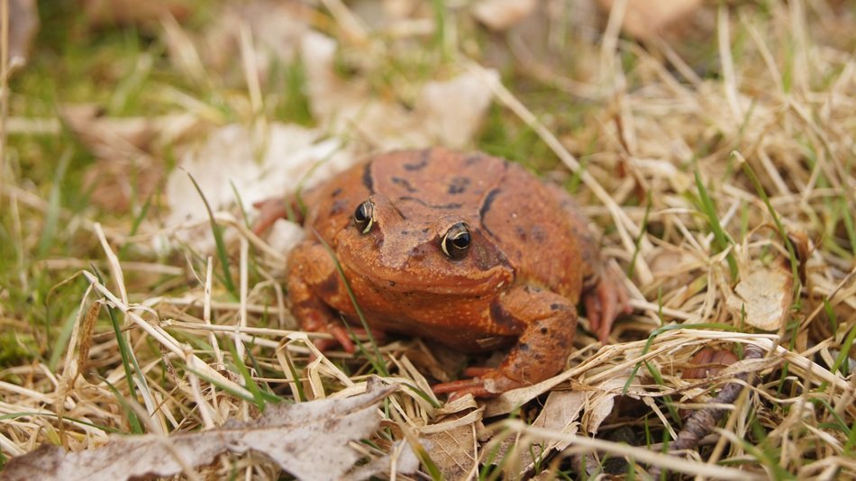 common frog on autumn grass and foliage