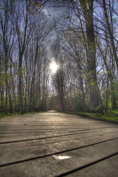 sun behind the trees in the forest