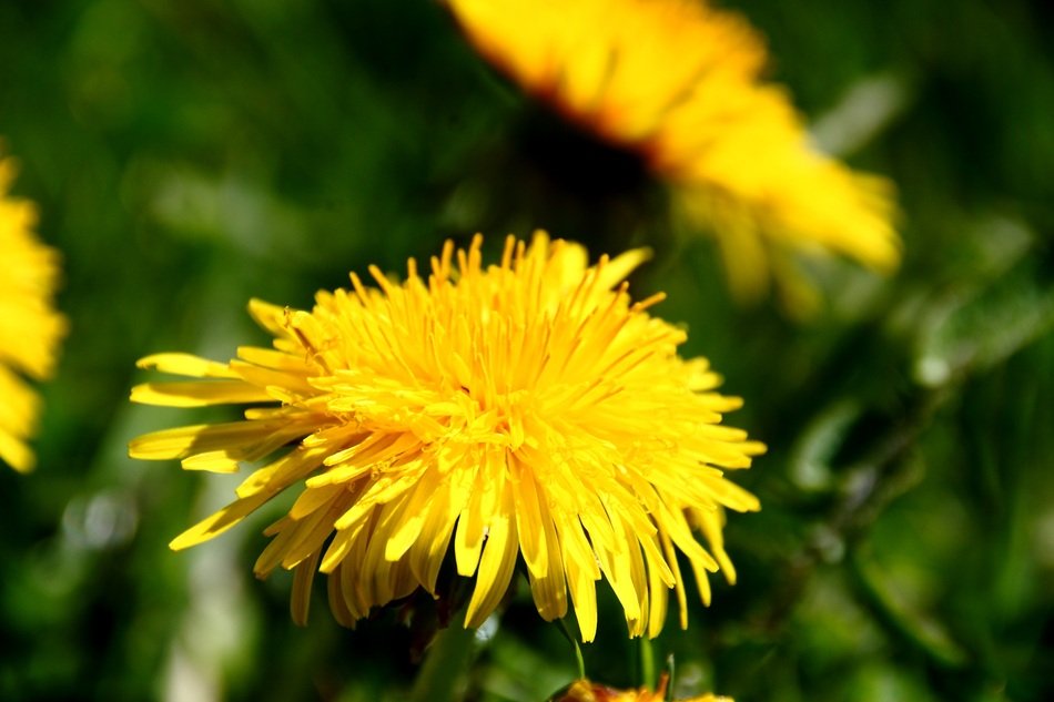 yellow dandelions for medicinal tinctures