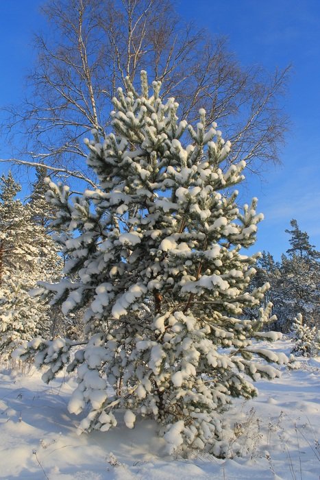 pine in the snow in winter