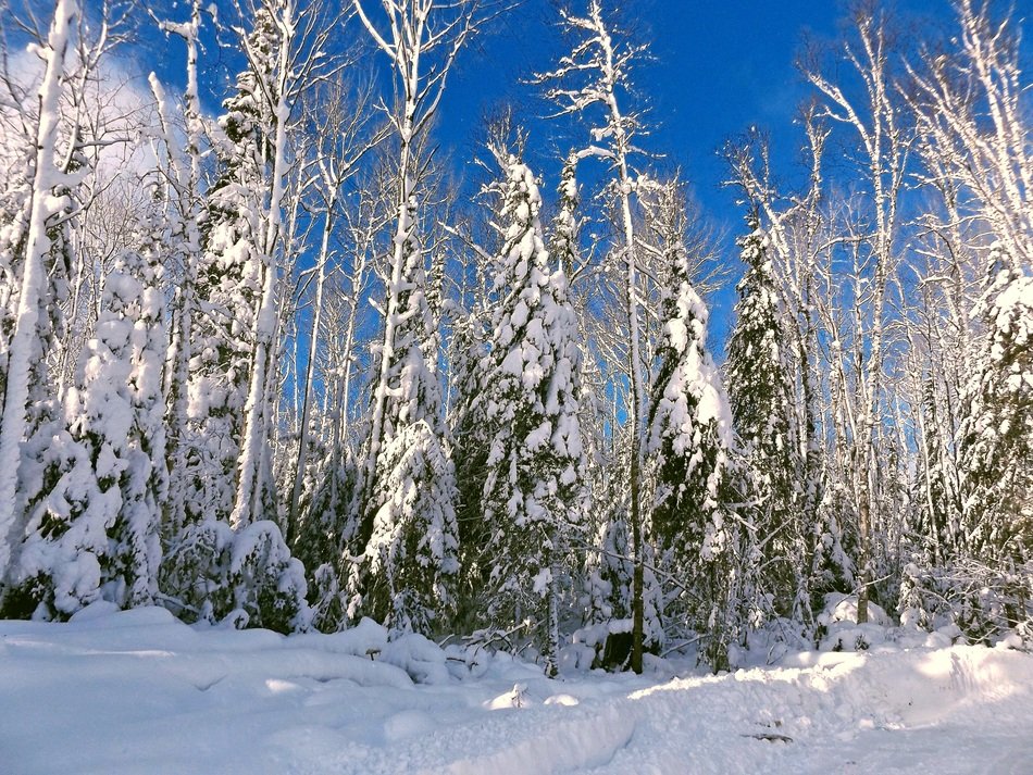 Winter Snow Cold