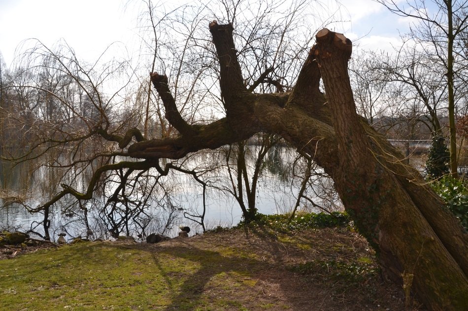 curved tree by the lake in the park