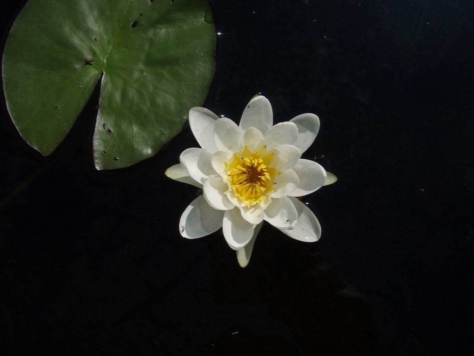 stunningly beautiful cute Flower at dark