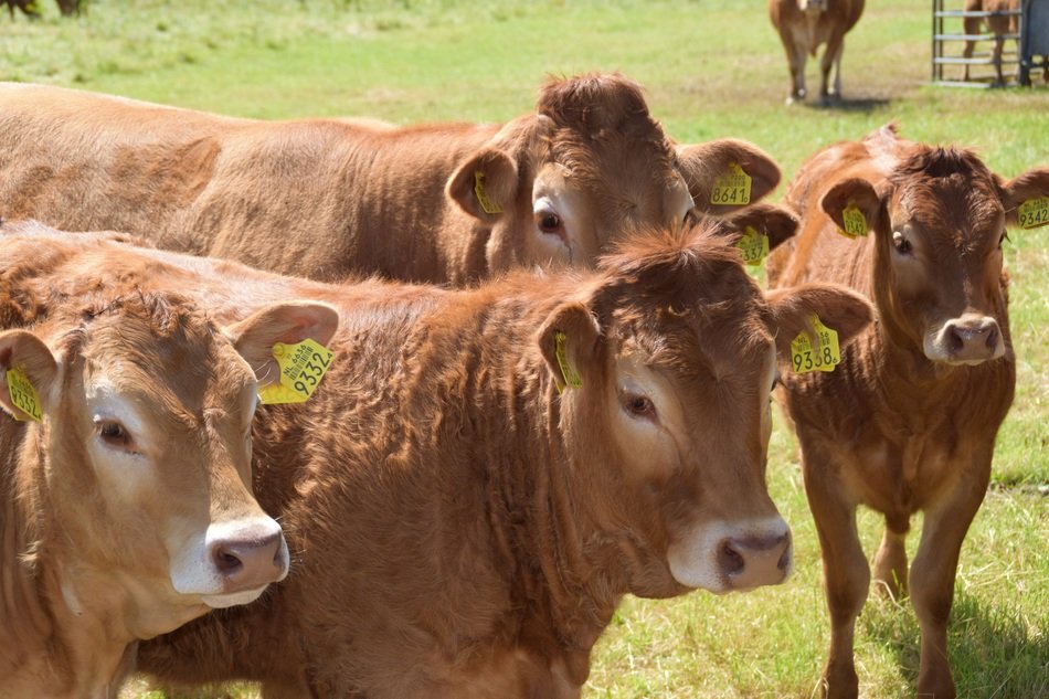 Landscape with the cows on the green meadow