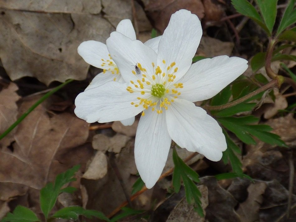 Beautiful white flower among the colorful leaves in the forest