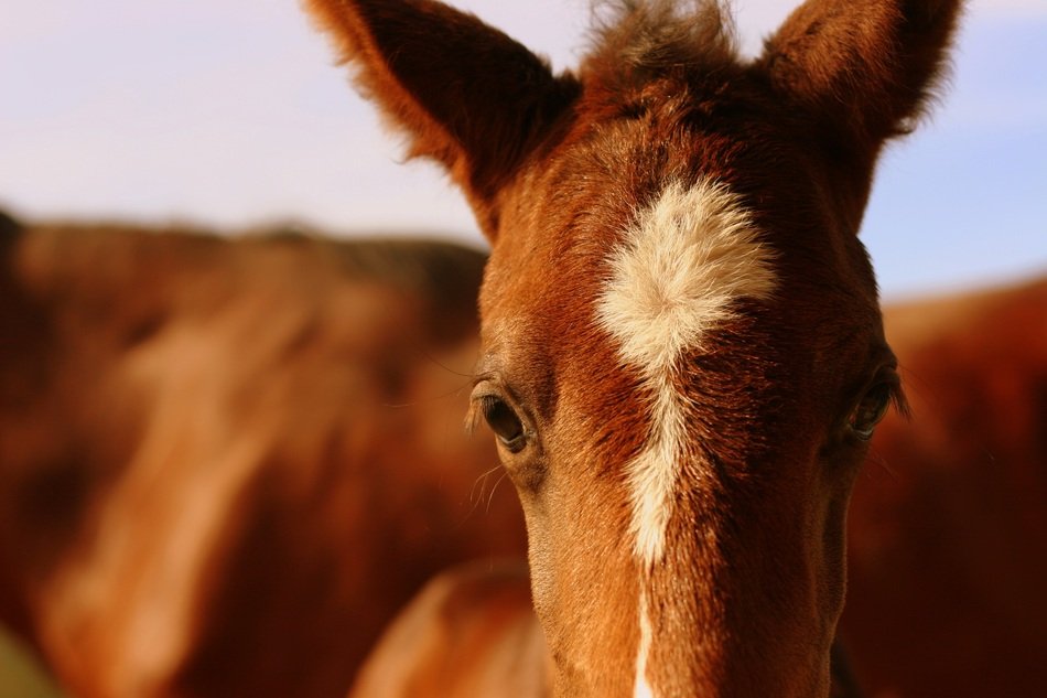 Portrait of the beautiful white and Chestnut Horse