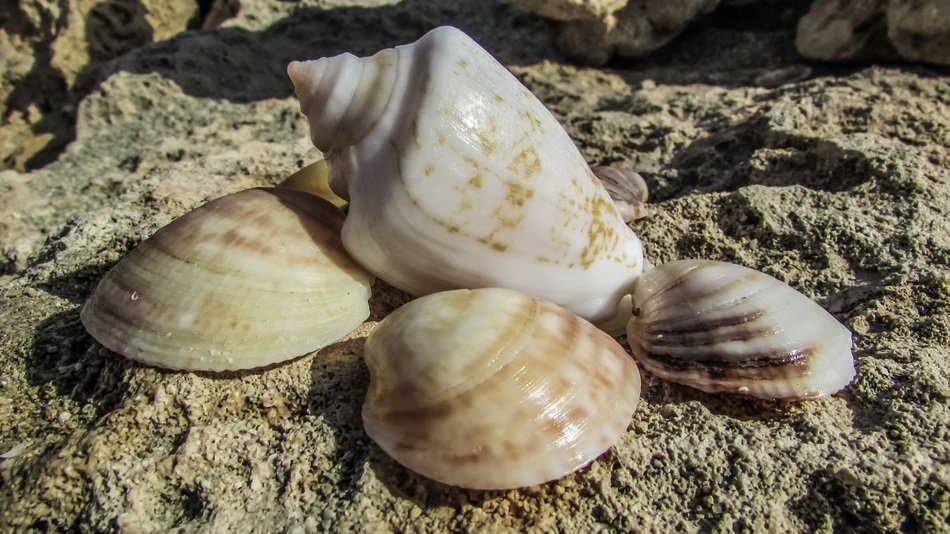 different shells on a stone on the beach