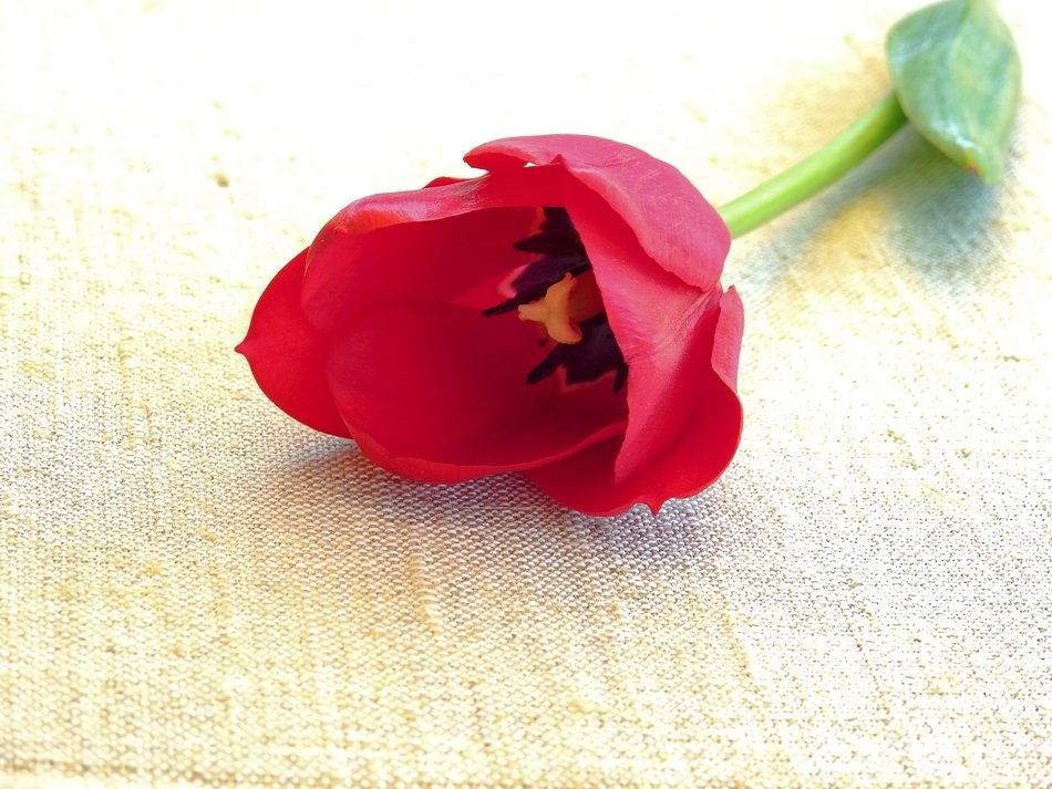 red tulip on the table