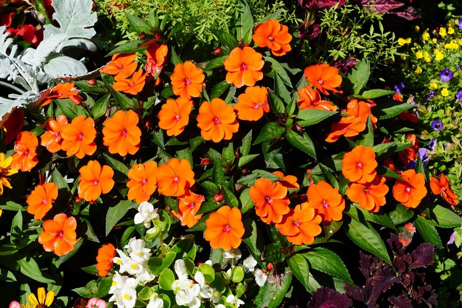 flowers in the botanical garden in berlingen