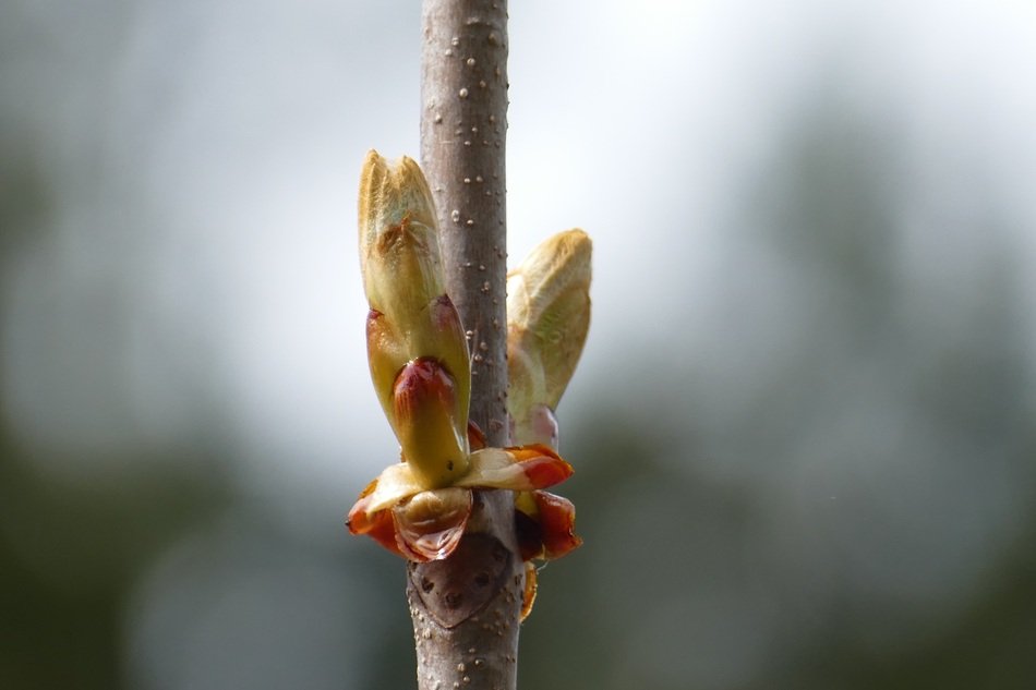 Chestnut Branch with opening buds