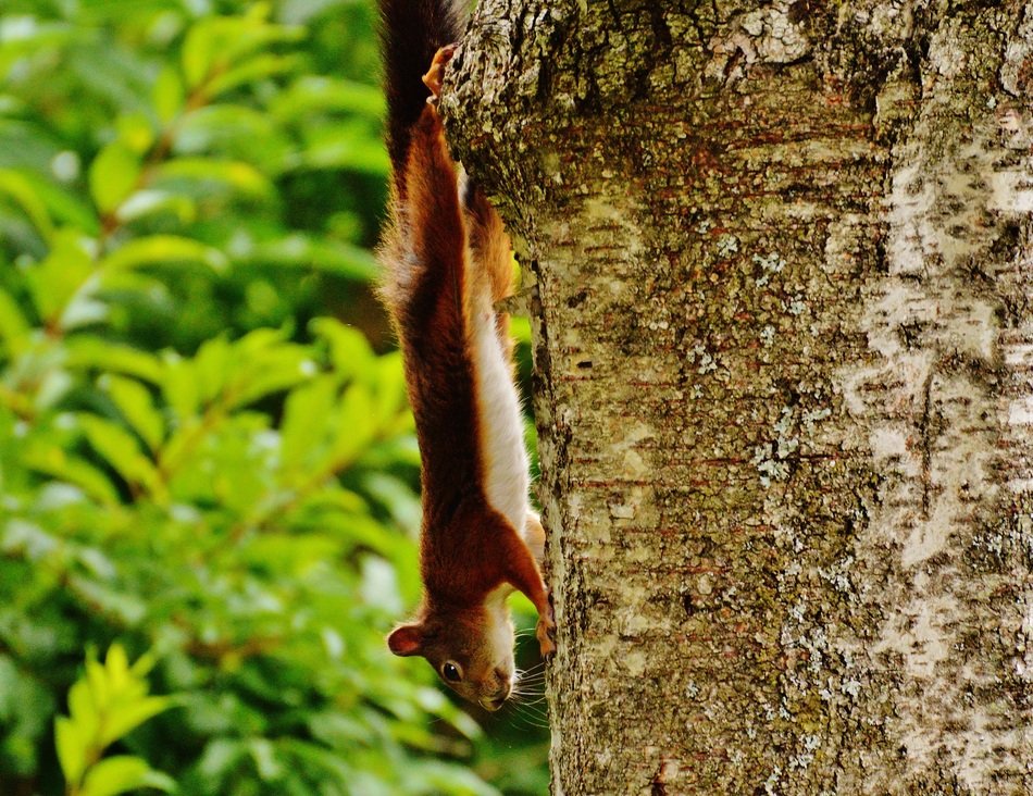 climbing upside down squirrel