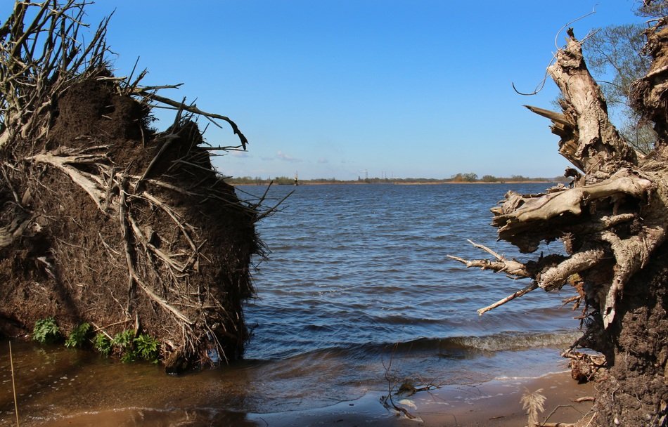 big roots on the beach in the sun