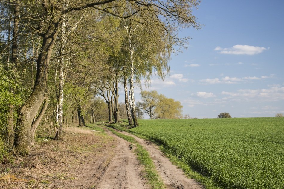 Spring Landscape