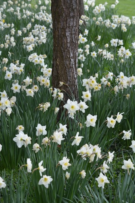 landscape of glade of white daffodils under a tree