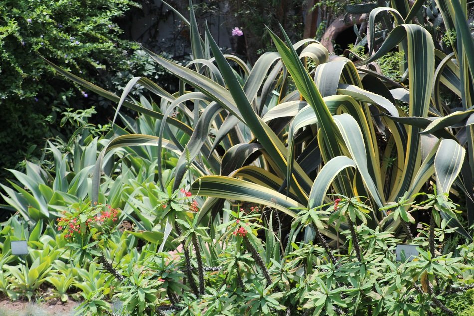 Green leafy plants in the garden free image download