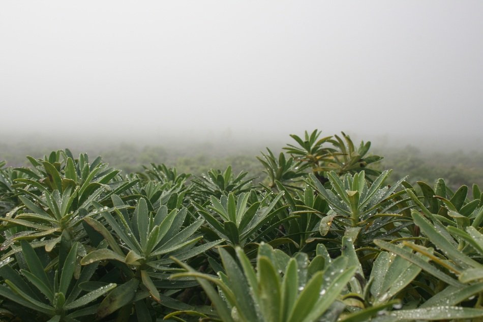 plants in drops of water in dense fog