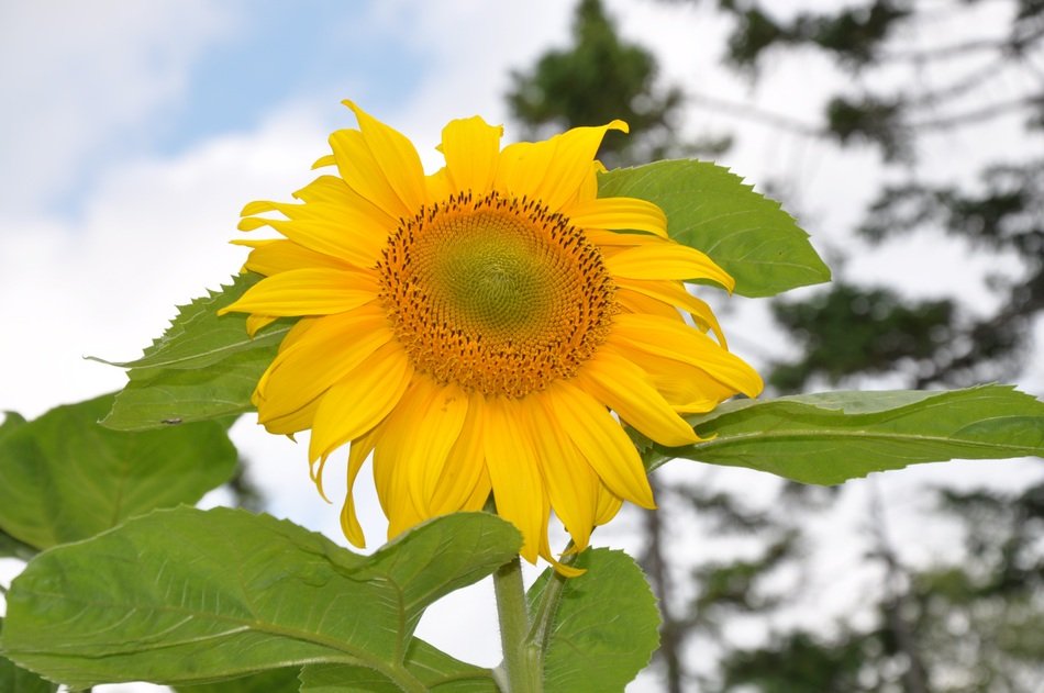 Sun Flower Plant in nature