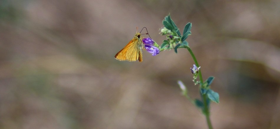 Butterfly Red Flower Nature