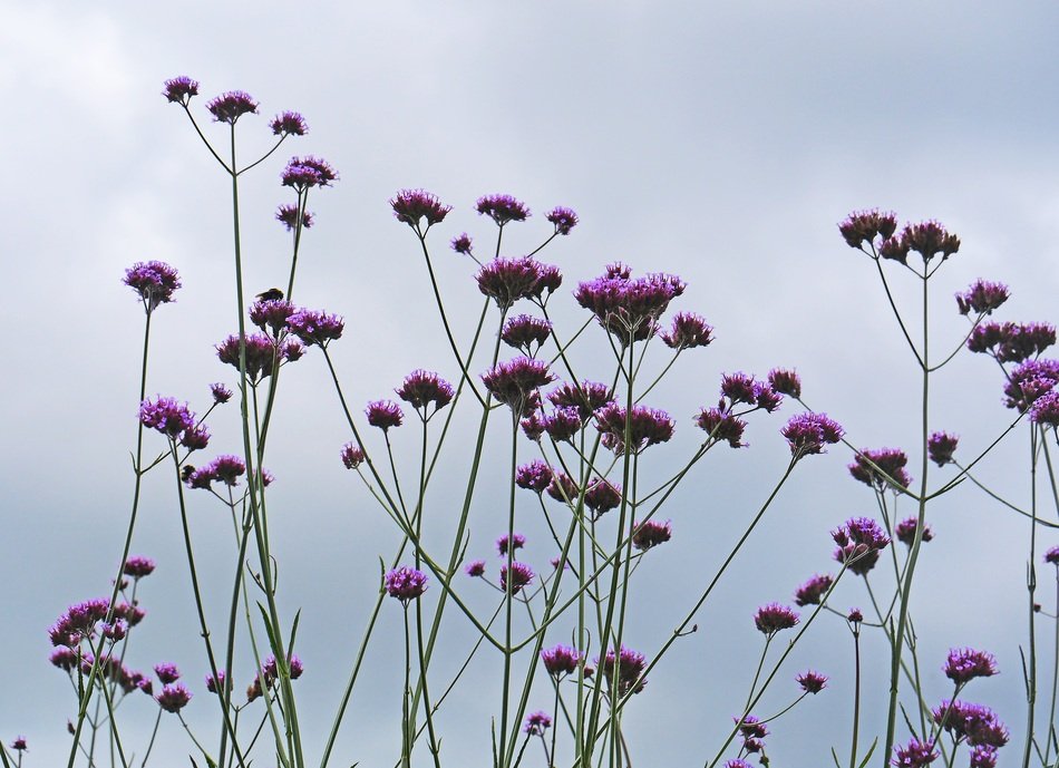 shrub with purple flowers against a cloudy sky