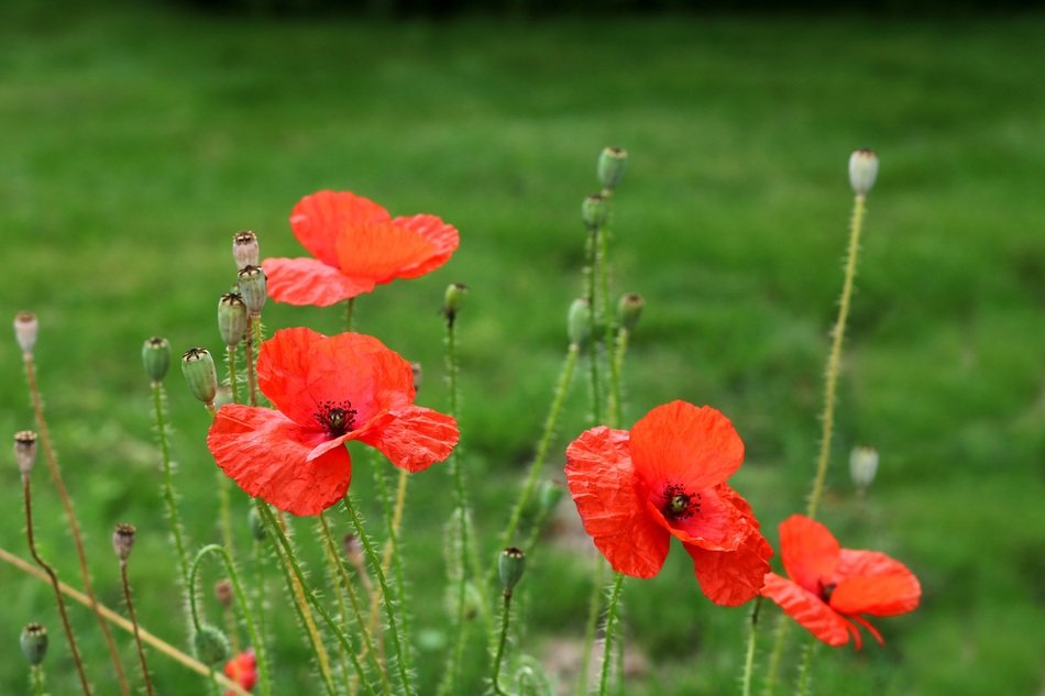 red poppys in bloom