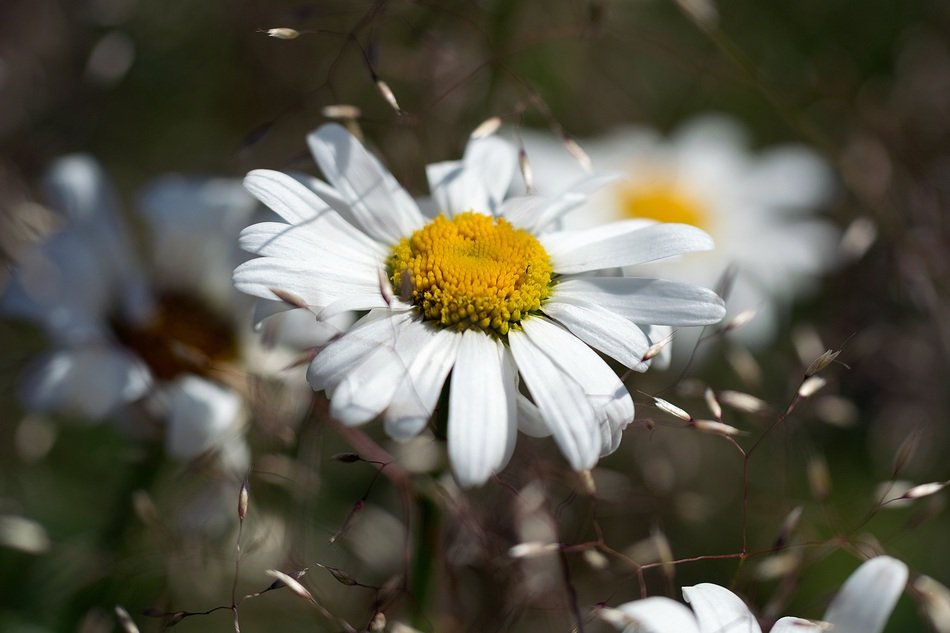 daisies in white petals close-up