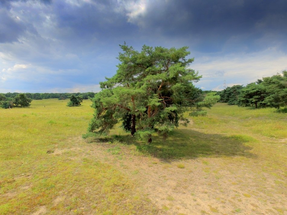 picture of a meadow by quadrocopter