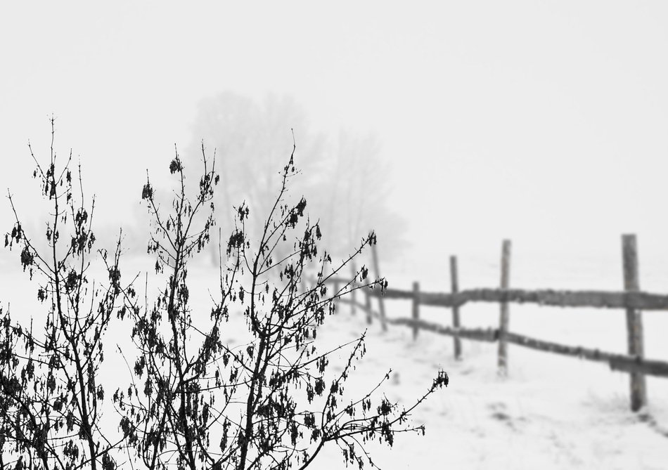 bush near the fence among the winter landscape