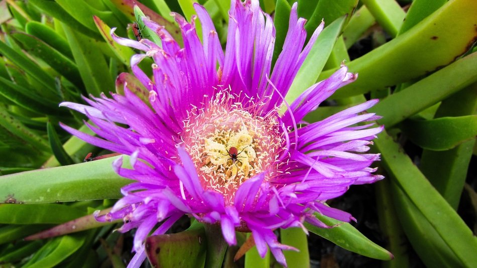 small bug on the purple flower
