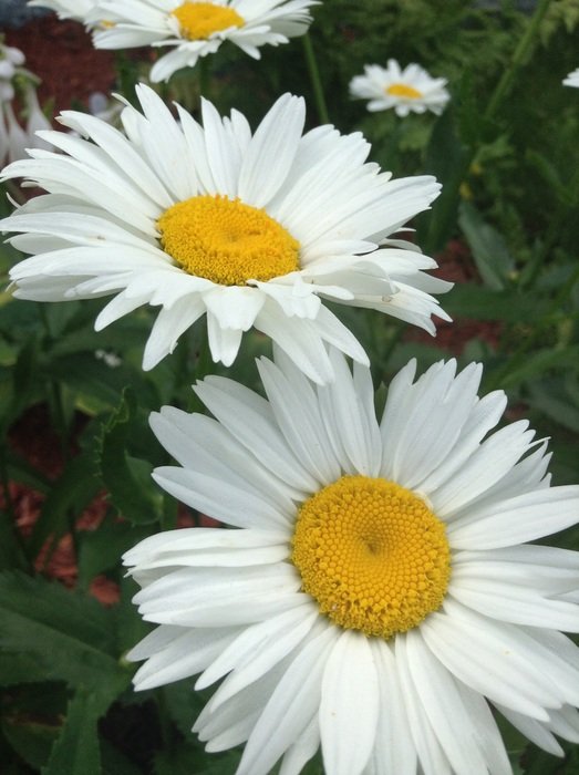 white daisies in the meadow