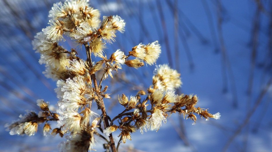 icy plant in winter